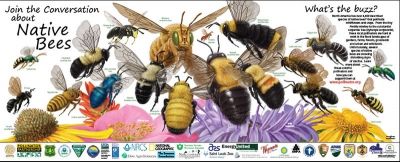 Native Bee Pollinator Poster