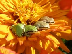 Frogs Pollinators