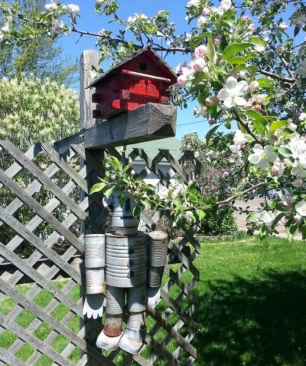 Mr Tin Man Hiding Behind the Apple Blossoms
