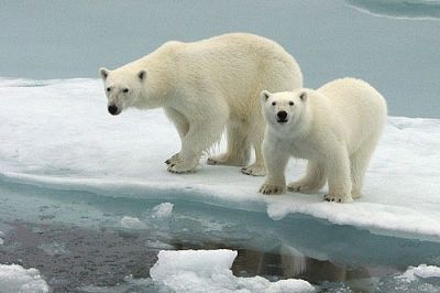 Bears belong on the ice