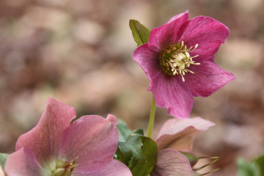 Lenten Roses I have all these in my garden