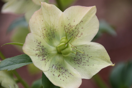 Lenten rose. This plant is a beautiful cut flower . See the beautiful pattern on the petals.