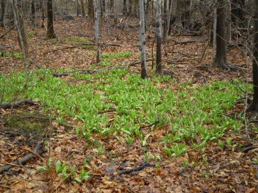 Wild leeks grow in colonies in rich, moist woodland soil.