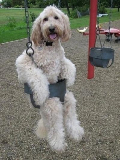 Dogs love the park but they can definitely pick up fleas there!