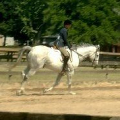 Fun Riding & Horse Training Games