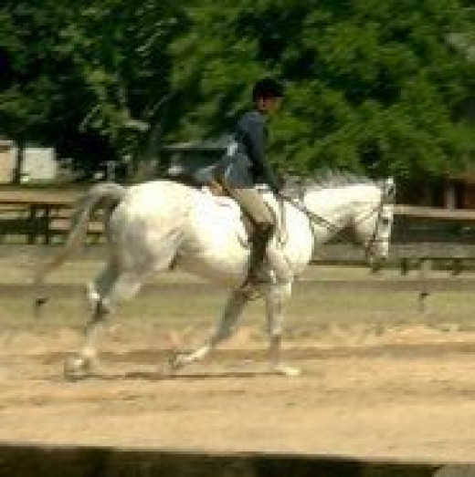 Fun Riding & Horse Training Games HubPages