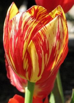 Passion of Tulips