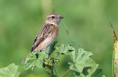 A Whinchat