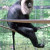 Lion Tailed Macaque photo taken at Toronto Zoo - Canada. Lion Tailed Macaque photo taken at Toronto Zoo - Canada.