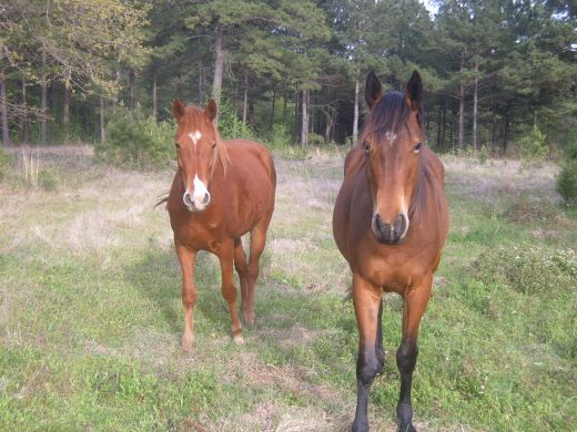 Still with winter coats so not as shiny as they will be!