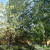Trees in my yard. Trees in my yard.