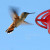 Hummingbirds in Julian, CA. There's a store there with a lot of bird feeders. I think this is an Allen's hummingbird. Hummingbirds in Julian, CA. There's a store there with a lot of bird feeders. I think this is an Allen's hummingbird.