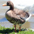 Greater white-fronted goose. Greater white-fronted goose.