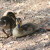 Stretch, the duckling, and his unnamed sibling Stretch, the duckling, and his unnamed sibling