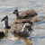 3 baby coots. 3 baby coots.