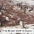 Penguins Strolling Through Guano Penguins Strolling Through Guano