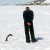 Tourist and Penguin Staring at Each Other Tourist and Penguin Staring at Each Other