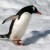 Penguin Walking in the Snow Penguin Walking in the Snow
