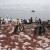 Penguins Walking Through Guano Penguins Walking Through Guano