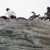 Penguins Observing Visitors Arriving by Zodiac Penguins Observing Visitors Arriving by Zodiac