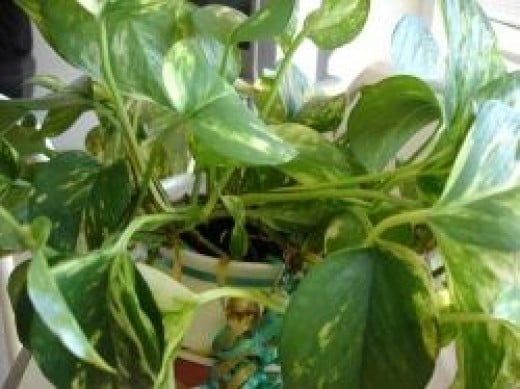 Is Golden Pothos Poisonous to Cats and Dogs?