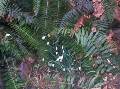 Ferns and Snow Drops