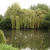 Ducks Swimming in the Pond Ducks Swimming in the Pond