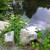 Rocks, Trees, Pond and Swimming Swan Rocks, Trees, Pond and Swimming Swan
