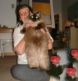 Big Ragdoll Cat Being Held Up 