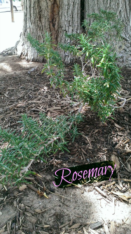 Rosemary is the first plant I set in the ground in my new home. It will grow in containers, but flood it at least twice a week. Daily when hot.