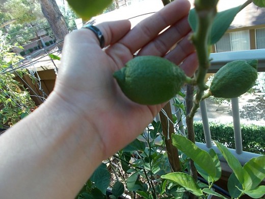 A lemon at 90 days is about the size of a golf ball.