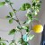 Beloved lemon tree with its fruit ready to pick and the new flowers coming out near the shelter of my kitchen window.