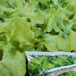 Black Seeded Simpson lettuce is a bright green leafy plant. The taste when picked early is mild, but as it grows it tends to be bitter. A shot of vinegar in a salad made with this leaf will compliment this lettuce well. 