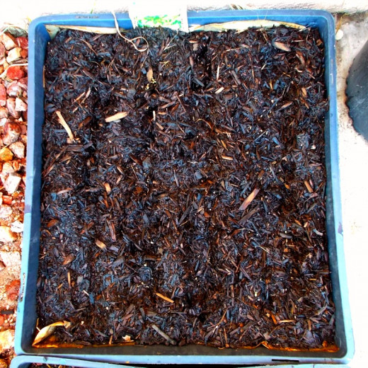 Fill with organic soil to 1/2 inch from the top of the tray. Form rows in the soil to organize the tiny growing bed. Plant seeds every 4 inches.