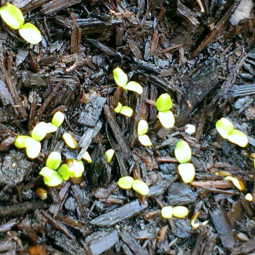 The tiny lettuce sprouts will appear in 7 - 10 days after planting. When they are about 3 inches tall replanting may be done, but it is not necessary.