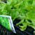 Plant lettuce every week to insure a steady crop of tasty leaves. I am planting new seeds each weekend. Maintain 2 trays per household member.