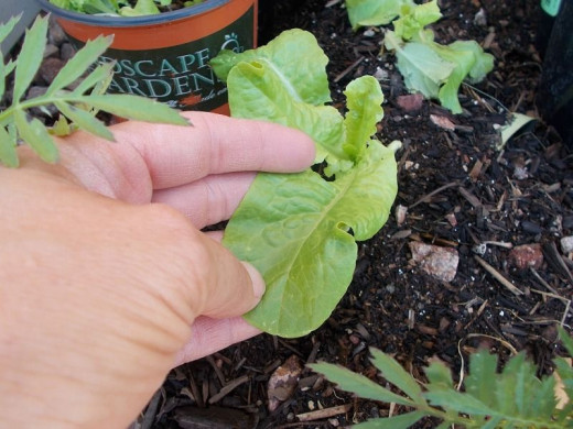 Inspect for pests daily. Aphids and tiny worms will devastate your plants in minutes. This leaf is at the almost ready to harvest size.