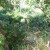 A cellar overgrown with brambles. Could this be the cellar of Henry Doolittle's house? A cellar overgrown with brambles. Could this be the cellar of Henry Doolittle's house?