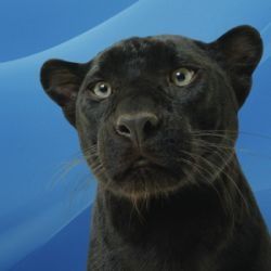 Bagheera's early life was in a cage
