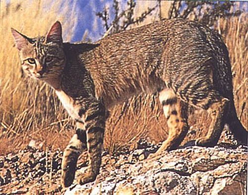 Beautiful African Wild Cat