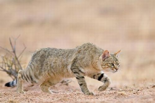 Ferocious African Wild Cat