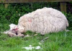 Sheep Mysteriously Mauled