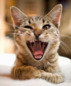 What is your cat telling you?