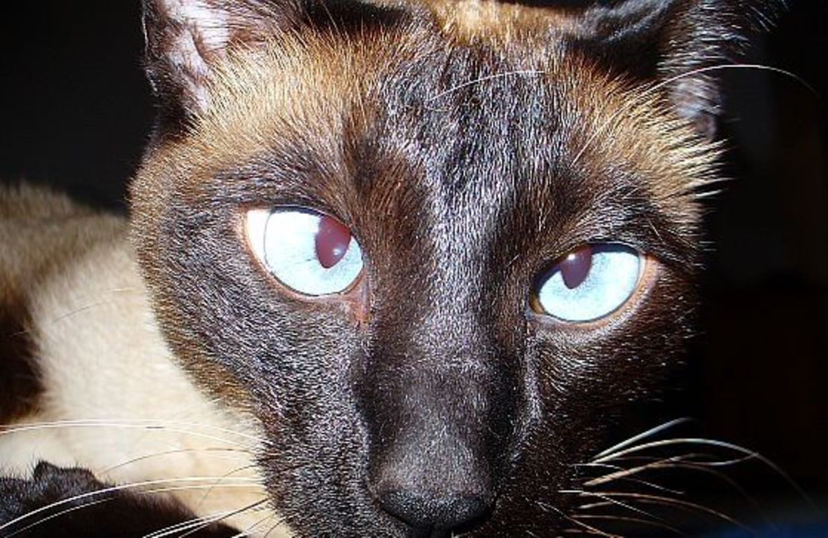 Siamese - Cats of the World
