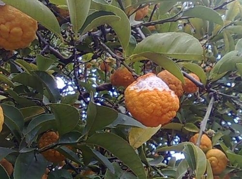 The Bush Lemon tree attacked by Possums