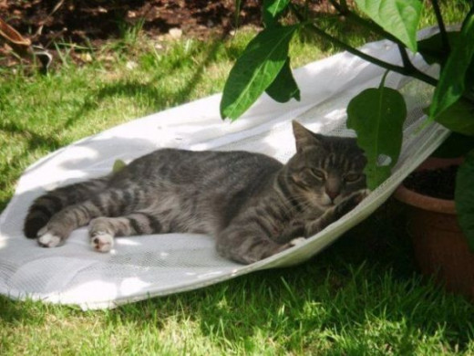 How to be a Cool Cat
