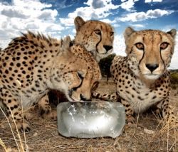 Big Cool Cats