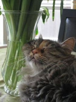 Sleep Cool