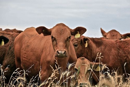 Cattle produce a lot of methane
