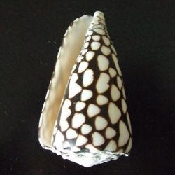 Marbled cone (Conus marmoreus), from the Western Pacific Island of Guam, U.S.A.